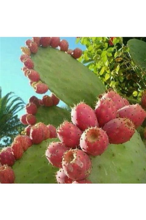 EV YAPIMI KAYISI Dikenli Incir Fidanı( Hint Fidanı)