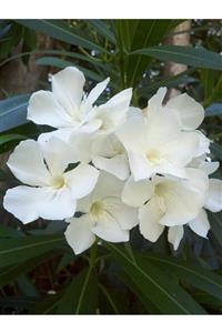 fidanistanbul Nerium Oleander White 20 cm Saksıda Beyaz Zakkum