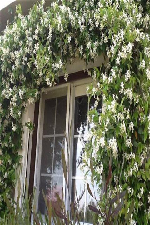 efidanci Star Arap Yasemini,Rhyncospermum jasminoides +100 cm Saksıda