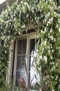 efidanci Star Arap Yasemini,Rhyncospermum jasminoides +100 cm Saksıda