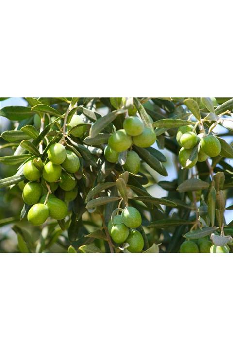 çilekdiyarii 1 Adet ( Koroneki ) Zeytin Fidanı 1,5 Yaş Tüplüdür