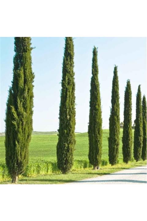 Tunç Botanik Akdeniz Servisi 20 Adet - Çit Peyzaj Bitkisi 100 Cm