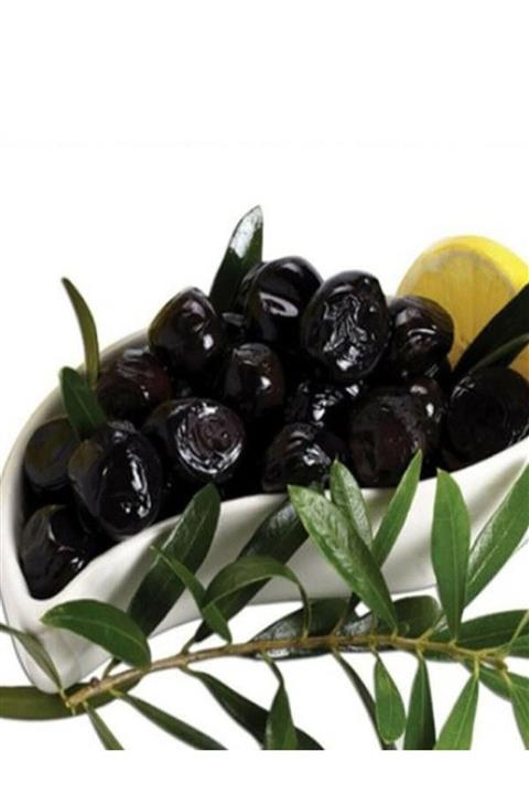 ÖZGÜVEN TARIM 4lü Tüplü Zeytin Fidanı