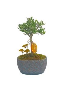 Çiçek Yolla Zeytin Bonsai Serisi