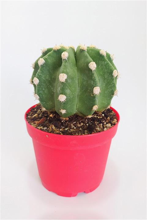 Toptan Kaktüs Echinopsis Subdenudata Özel Tür Kaktüs 8.5 Cm Kırmızı Saksıda Tekli