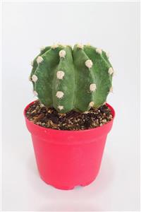 Toptan Kaktüs Echinopsis Subdenudata Özel Tür Kaktüs 8.5 Cm Kırmızı Saksıda Tekli