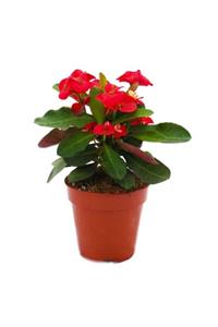 torubahce Mini Euphorbia Milii Kaktüs Dikenler Tacı Kırmızı Renkli 10-15 cm 5,5 cm Saksıda