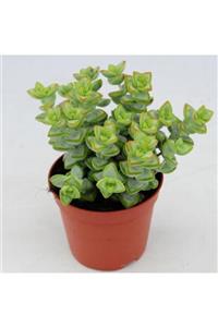 EGZOTİKBAHÇE Crassula Tower 5,5cm Özel Sukulent