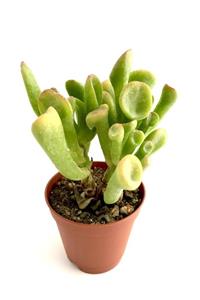 ünal kaktüs Crassula Ovata Gollum (Sukulent)