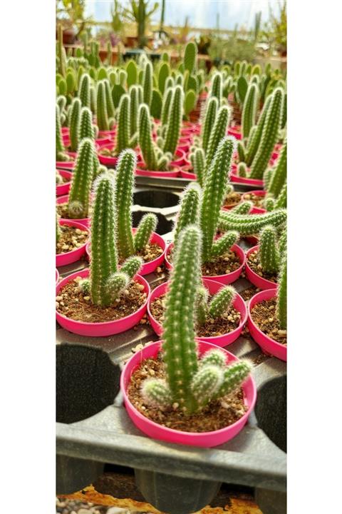 ÇİÇEKFLİX Yılan Kuyruğu Kaktüs Sukulent Maymun Kuyruğu