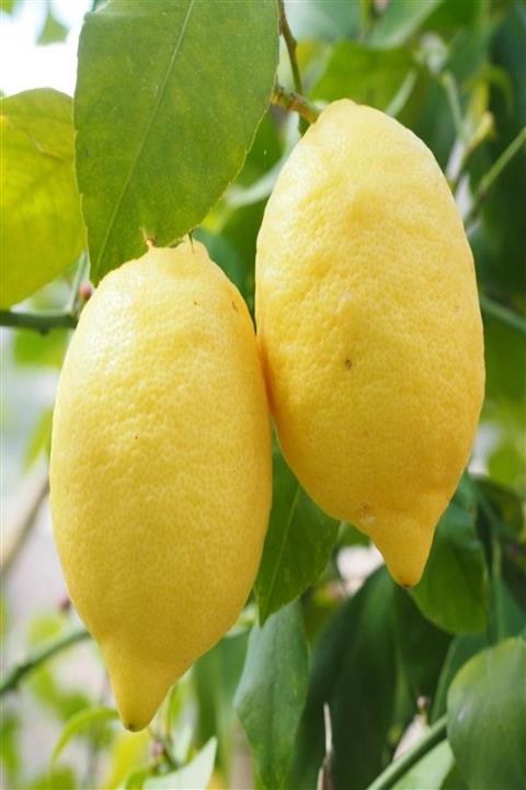 Bilgarden Tüplü Soğuklara Dayanıklı Verimli Yarı Bodur Yediveren Limon Fidanı