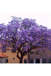 Mutlu Paket Tüplü Yoğun Kokulu Paulownia Tomentosa Fidanı (60-100 Cm)
