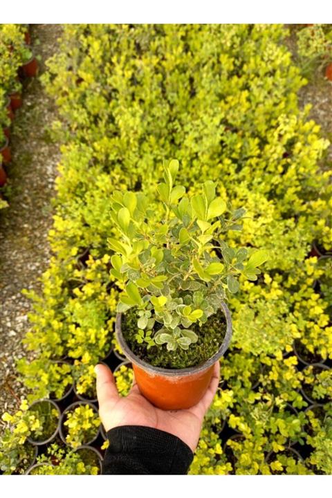 Tunç Botanik Şimşir Fidanı - Çit Bitkisi 10 Adet