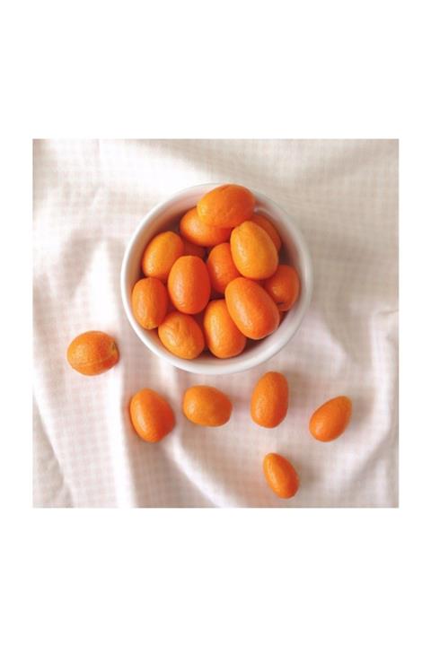 FİDAN SEPETİM 5 Yaş Dekoratif Saksılı Kumkuat(kamkat) Fidanı *üzeri Meyveli*