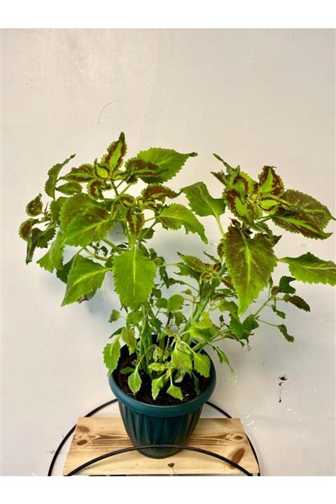 NANDİNA BOTANİK Saksılı Kolyos Yaprağı Güzel (kolyoz)çiçeği