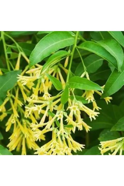 ruzgarbotanik 4 Adet Melisa Kolanya 60 Cm