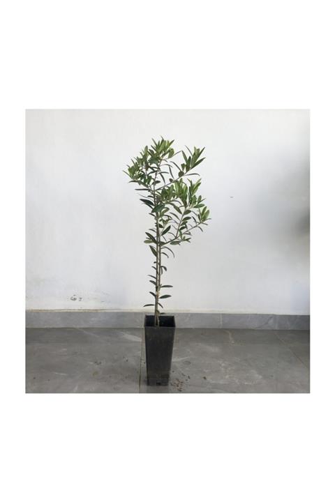 fidanciyiz 5 Adet Saksılı Tam Bodur Arbequina Zeytin Fidanı 1 Yaş  40 60 cm Boy
