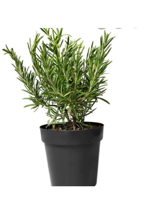 Önderler Saksıda Kekik Fidanı