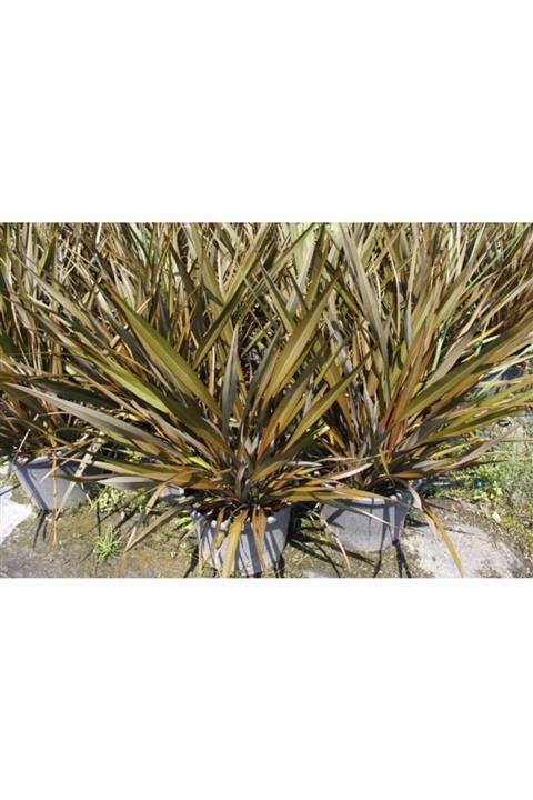 Tunç Botanik Phormıum Tenax 10 Adet - Tropik Saz Bitkisi - Bordo Renkli