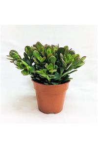 Tunç Botanik Crassula Ovata - Para Ve Şans Bitkisi - 50 Adet Sukulent