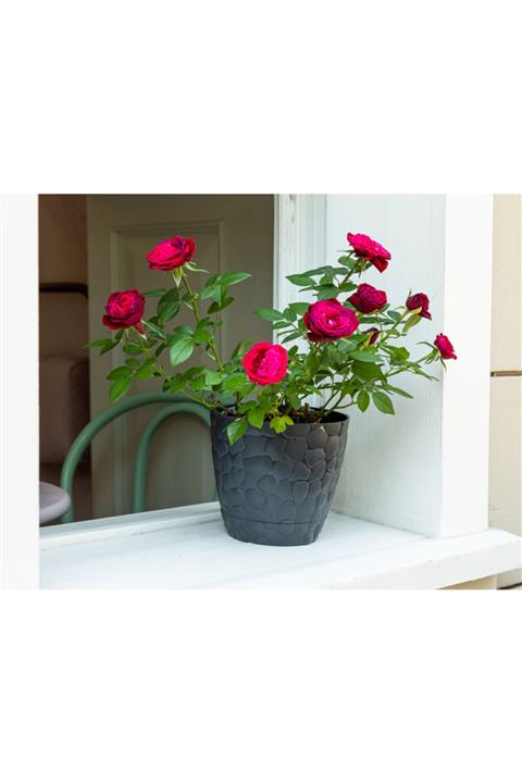 Madame Coco Aveline Stone Saksı 1,6 lt