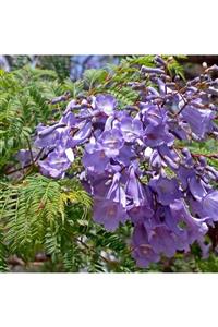 fidanistanbul Jacaranda Mimosifolia Jakaranda Ağacı, 20-40 Cm, Saksıda