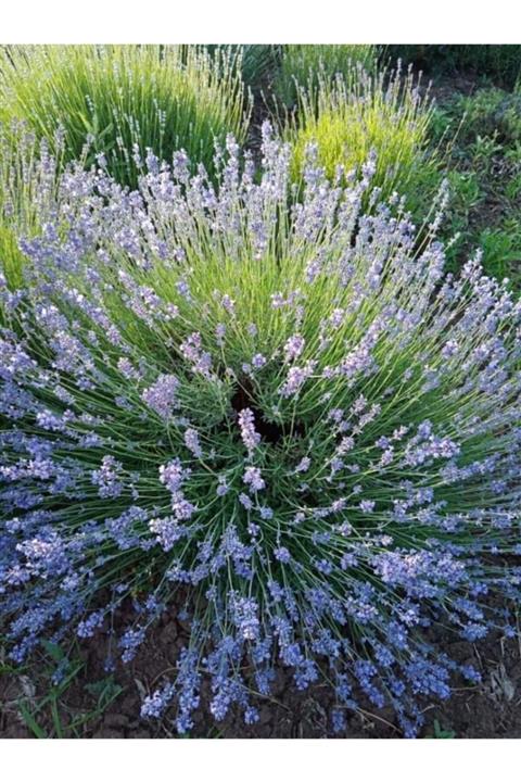 Hınzır 50 Adet Açık Köklü Angustifolia Lavanta Fidanı
