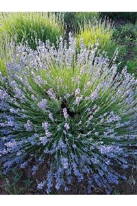 Hınzır 50 Adet Açık Köklü Angustifolia Lavanta Fidanı