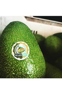 FKY AVOCADOS Avokado 5 Adet 250 Gram Ve Üstü Ihracatlık Kalite