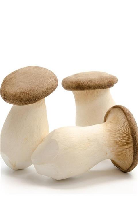 tohumcu kikizade King Oyster Italyan Kültür Mantarı Tohumu Müseli 1000 Adet + 5 Ekim Torbası