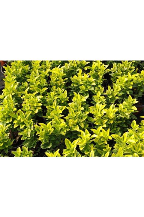 Tunç Botanik Gold Taflan 5 Adet Paket - Sarı Çit Bitkisi