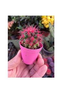 lalaahmetbotanik Kırmızı Dikenli Altın Fıçı Kaktüs, Echinocactus Grusonii 5,5 Cm Saksıda