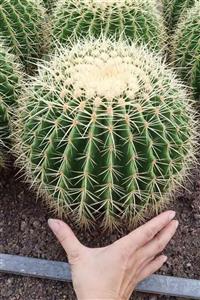 HB BOTANIC Echinocactus Grusonii Altıntop Kaktüs Tohumu / 5 Adet Tohum