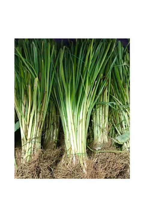 İKB FİDE VE TOHUM Beyaz Pırasa Fidesi Demet