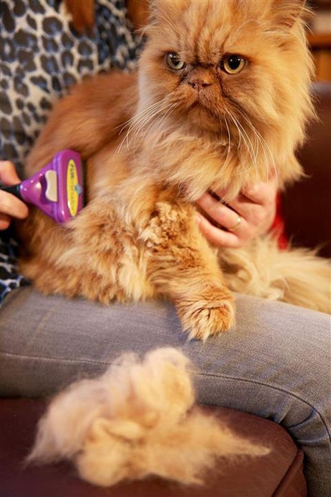 Raicon Furminator New Long Hair Uzun Tüylü Kediler Için L Tüy Tarağı