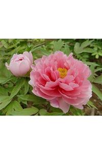 fidanistanbul Paeonia Suffruticosa Seidai Pembe Ağaç Şakayık  30 50 cm İthal  Saksıda