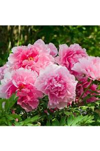 fidanistanbul Paeonia Suffruticosa Seidai Pembe Ağaç Şakayık, Ithal, Saksıda