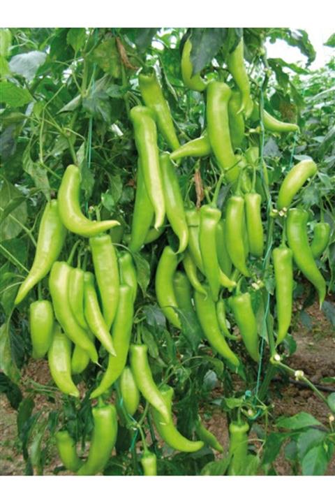 FarmLife Tohum Yediveren Çarliston Biber Tohumu 1000 Adet Tohum