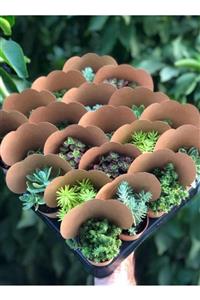 Serra Gardens 20 Adet Kraftlı Sukulent Sedum Mix Hediyelik