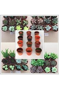 My Succulent 12'li Seramik Saksı + 12 Tam Karışık Duble Sukulent Set 5,5  cm'lik Saksıda Bitkiler