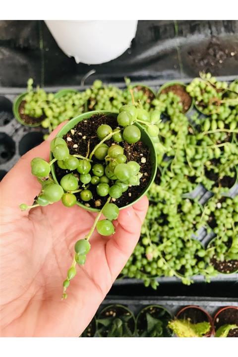 foliumbotanik Tesbih Çiçeği