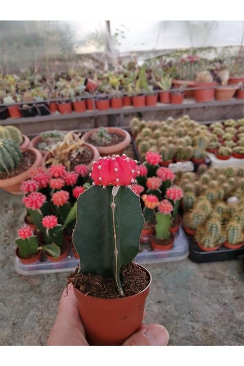 ünal kaktüs Gymnocalycium Mihanovichii Hibotan Aşılı Kaktüs
