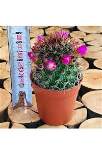 EGZOTİKBAHÇE Mammillaria Pilcayensis Cactus Bol Pembe Çiçek Açan Kaktüs Bitki