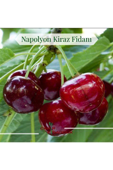 ÇAKIR FİDANCILIK 3 Yaş Napolyon Kiraz Fidanı