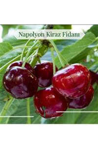 ÇAKIR FİDANCILIK 3 Yaş Napolyon Kiraz Fidanı