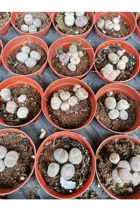 tohumtopraksaksı Kaktüs Lithops .-5,5 Cm Saksıda En Az 3 Kafalı -kaktüs Yaşayan Kaktüsler--sarı Renk Çiçek Açar