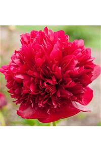 fidanistanbul Paeonia Suffruticosa Red Grace Kırmızı Ağaç Şakayık  30 50 cm İthal  Saksıda