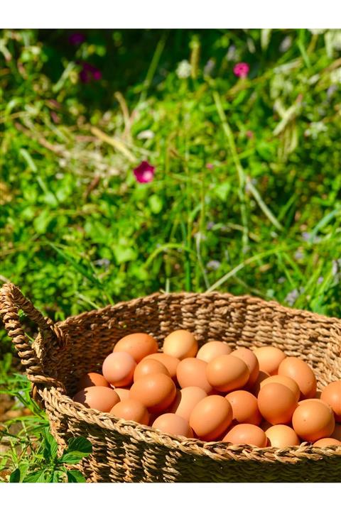 ŞanÇiftlik Denizli’den Organik-gezen Tavuk Yumurta 30’lu Büyük Boy (L)(BABADAG MOUNTAIN TAVUKCULUK)
