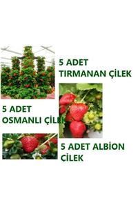 Ucuzluk Diyarı 5 Adet Osmanlı + 5 Adet Tırmanan + 5 Albion ( Yediveren ) Çilek Fidesi Açık Kök Ve Frigo