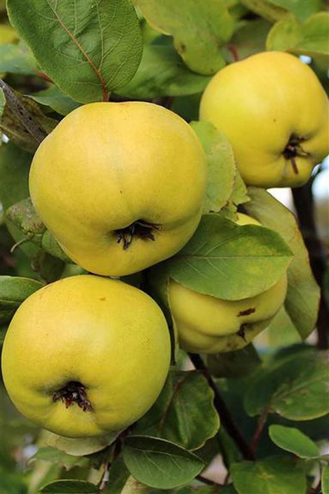 Rüya Peyzaj 2 Yaşlı Açık Köklü Eşme Ayva